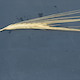 Hordeum vulgare WBDC133