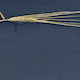 Hordeum vulgare WBDC184