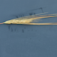 Hordeum vulgare WBDC199