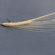 Hordeum vulgare WBDC207