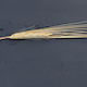 Hordeum vulgare WBDC237