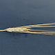 Hordeum vulgare WBDC348