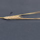 Hordeum vulgare WBDC349