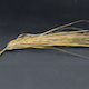 Hordeum vulgare ZDM01467