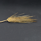 Hordeum vulgare ZDM02064