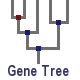 Gene tree