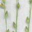 Panicum hallii HAL2