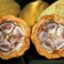 Theobroma cacao Matina 1-6